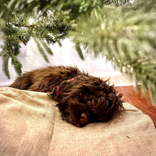 Merry Christmas... again