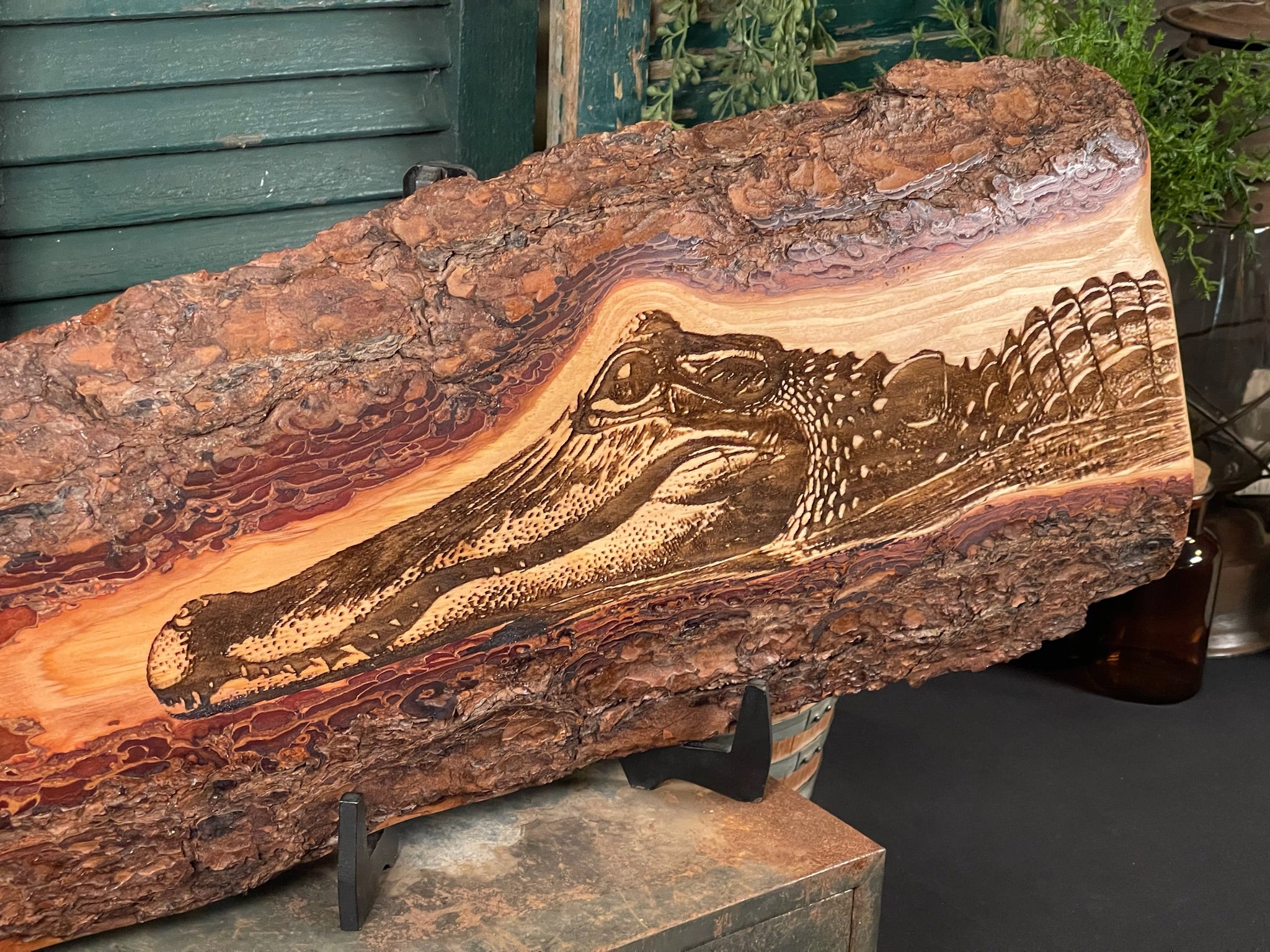 Alligator in Water on Pine