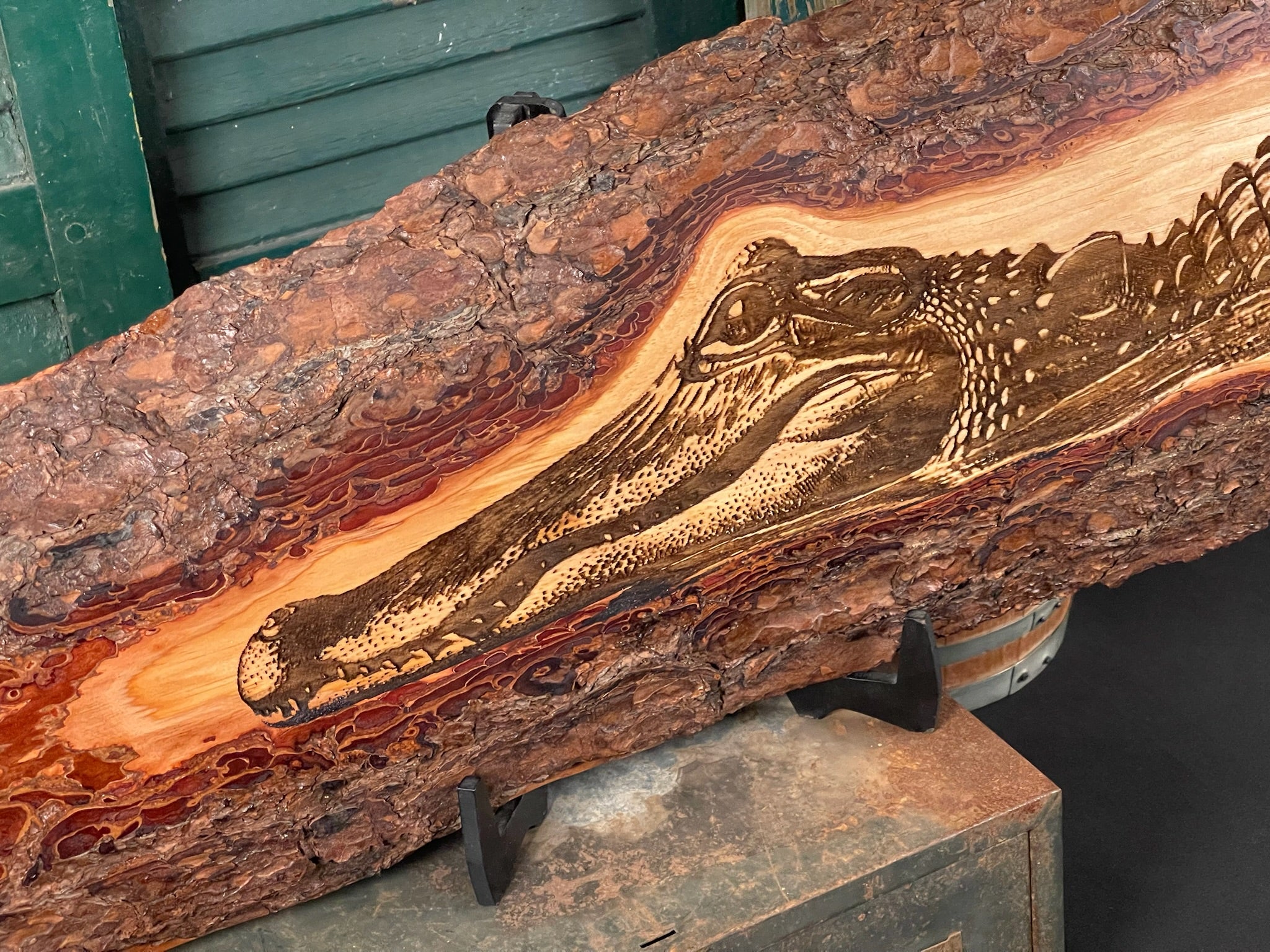 Alligator in Water on Pine