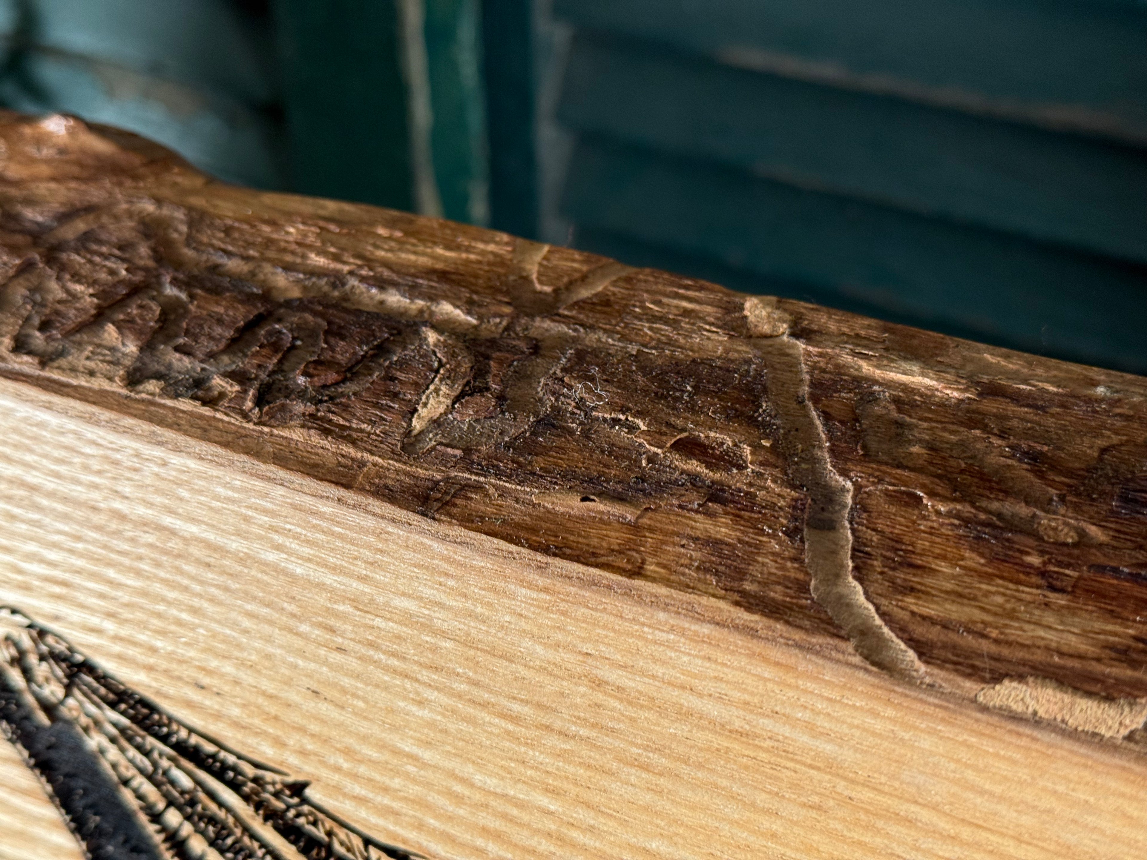 Signature Series: Fairy Tale Dragons on Ash