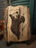 Bear Cub on Poplar