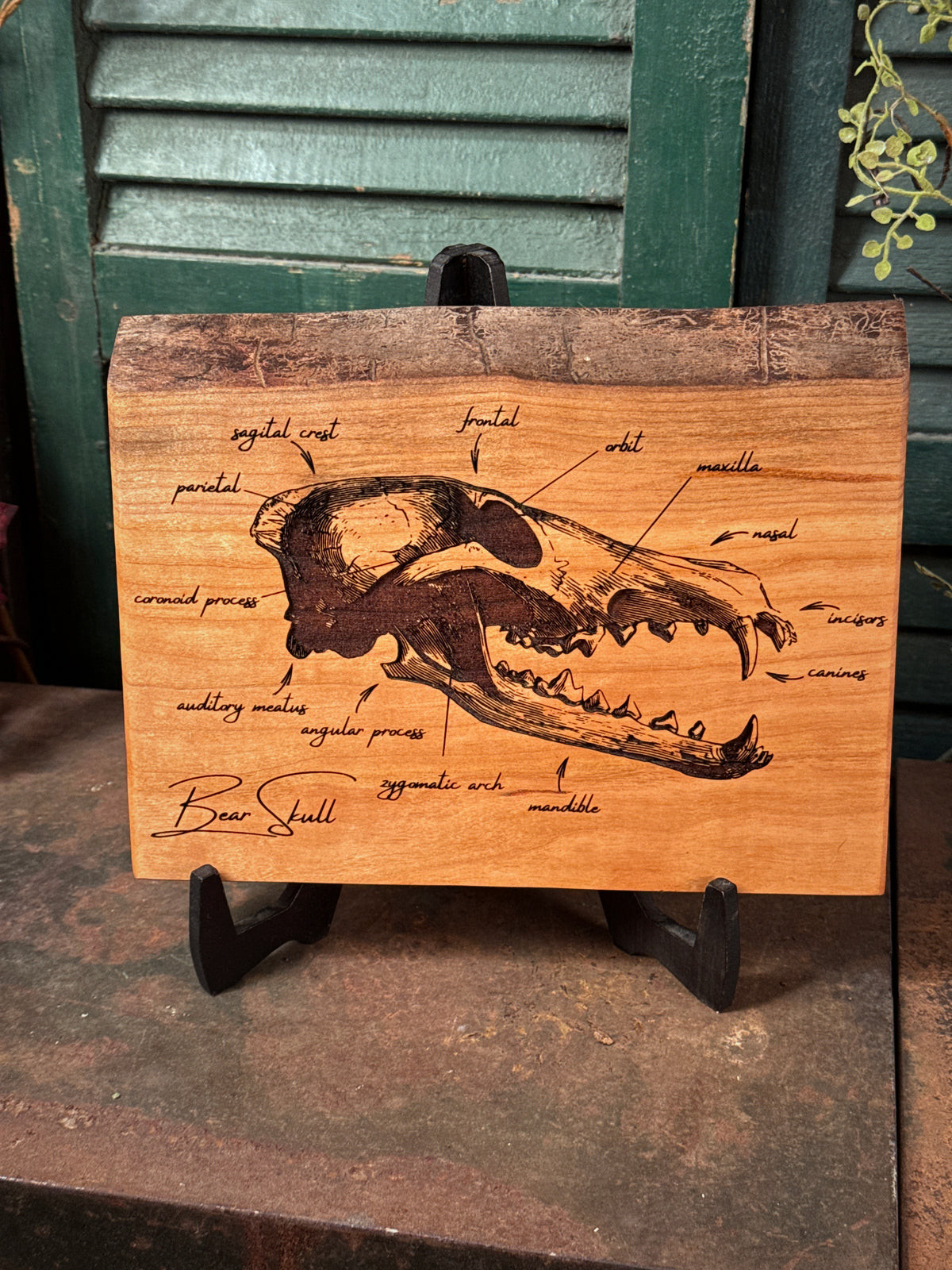 Bear Skull on Cherry