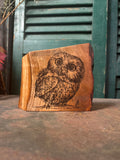 Little Owl on Cherry