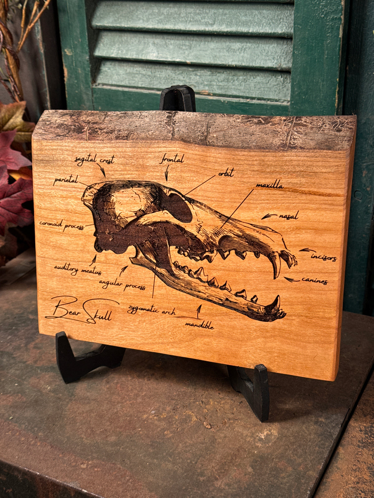 Bear Skull on Cherry