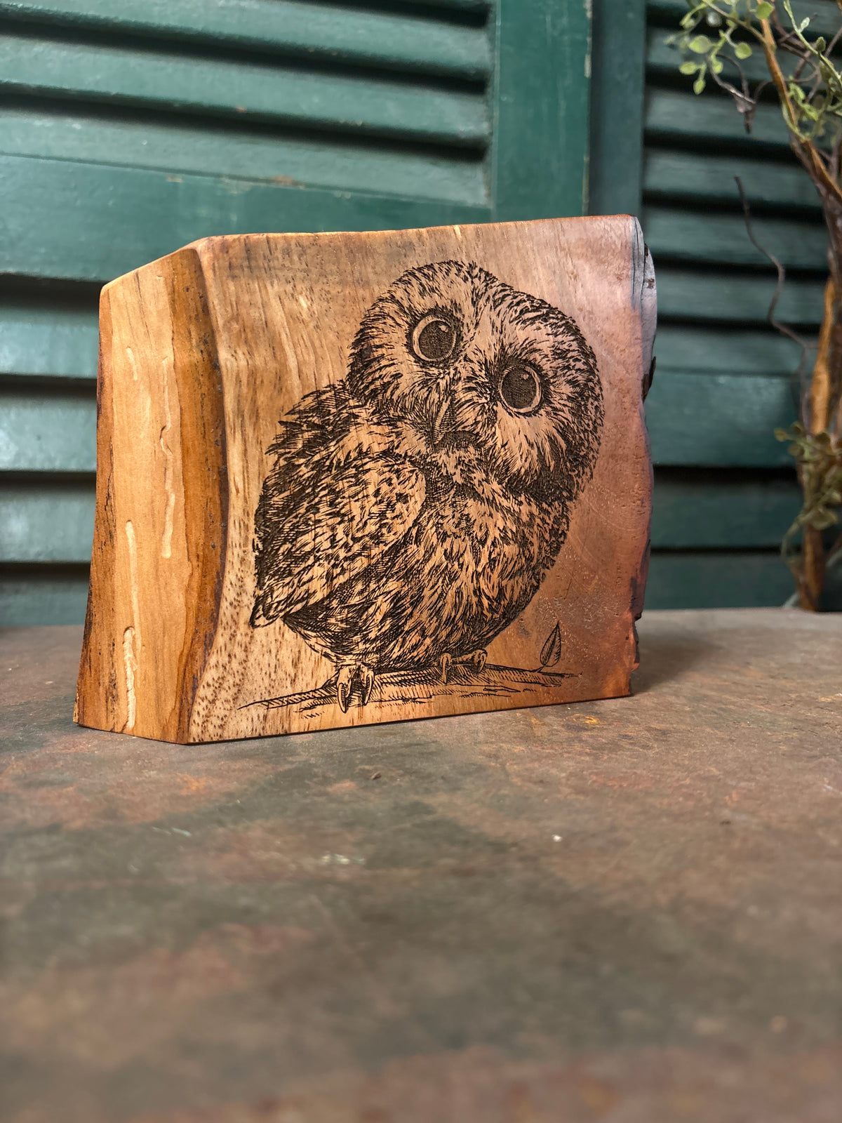 Little Owl on Cherry