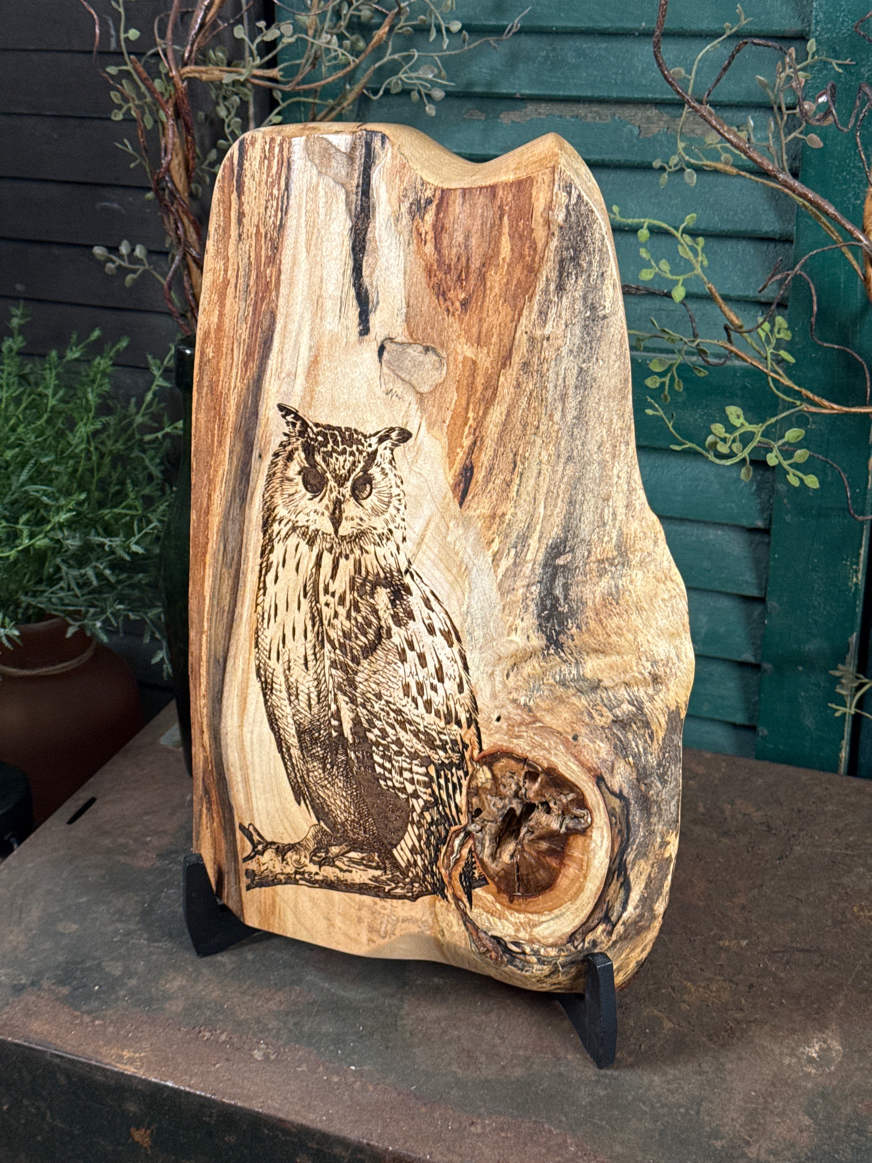 Great Horned Owl on Maple