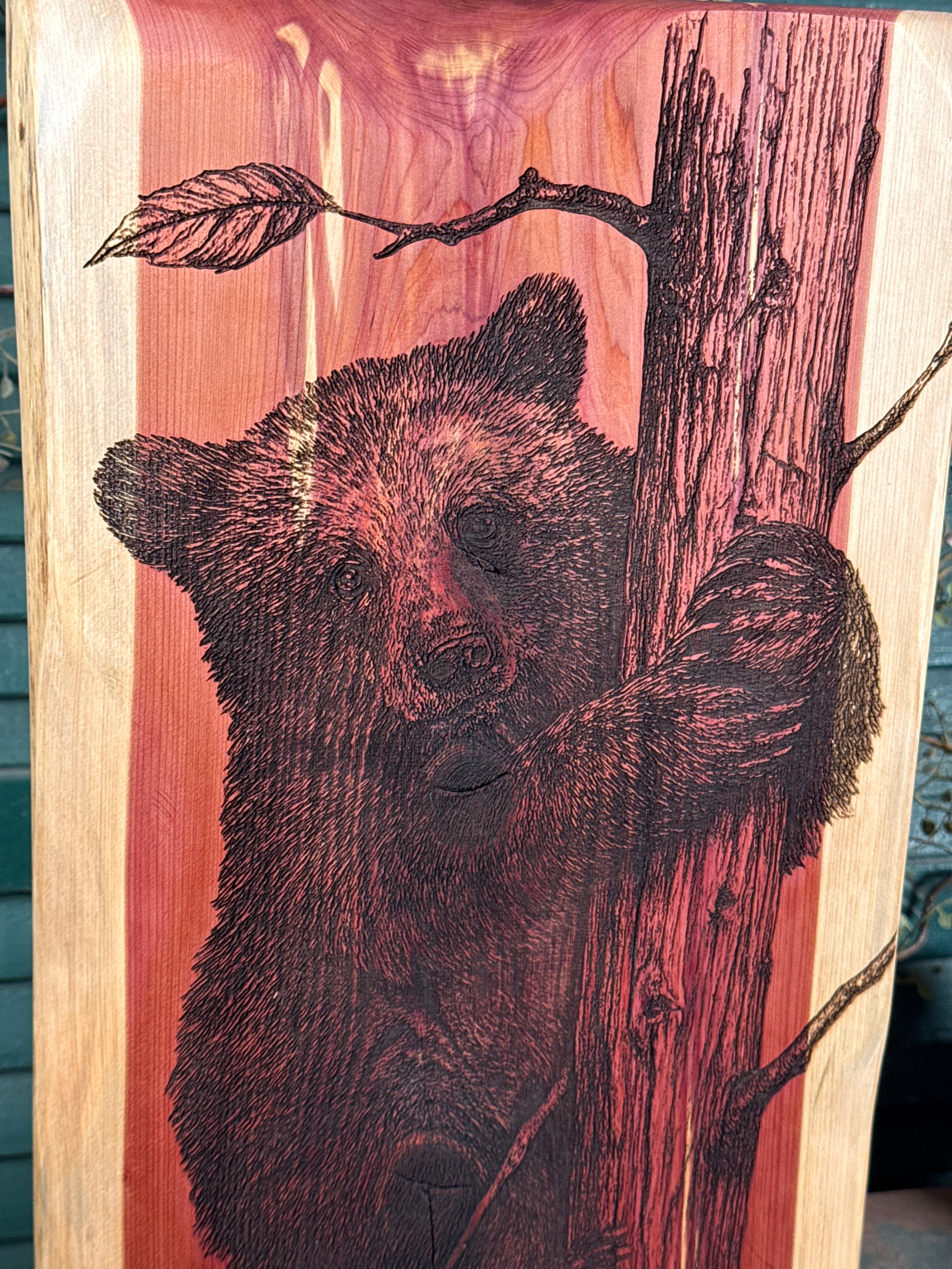 Bear Cub on Cedar