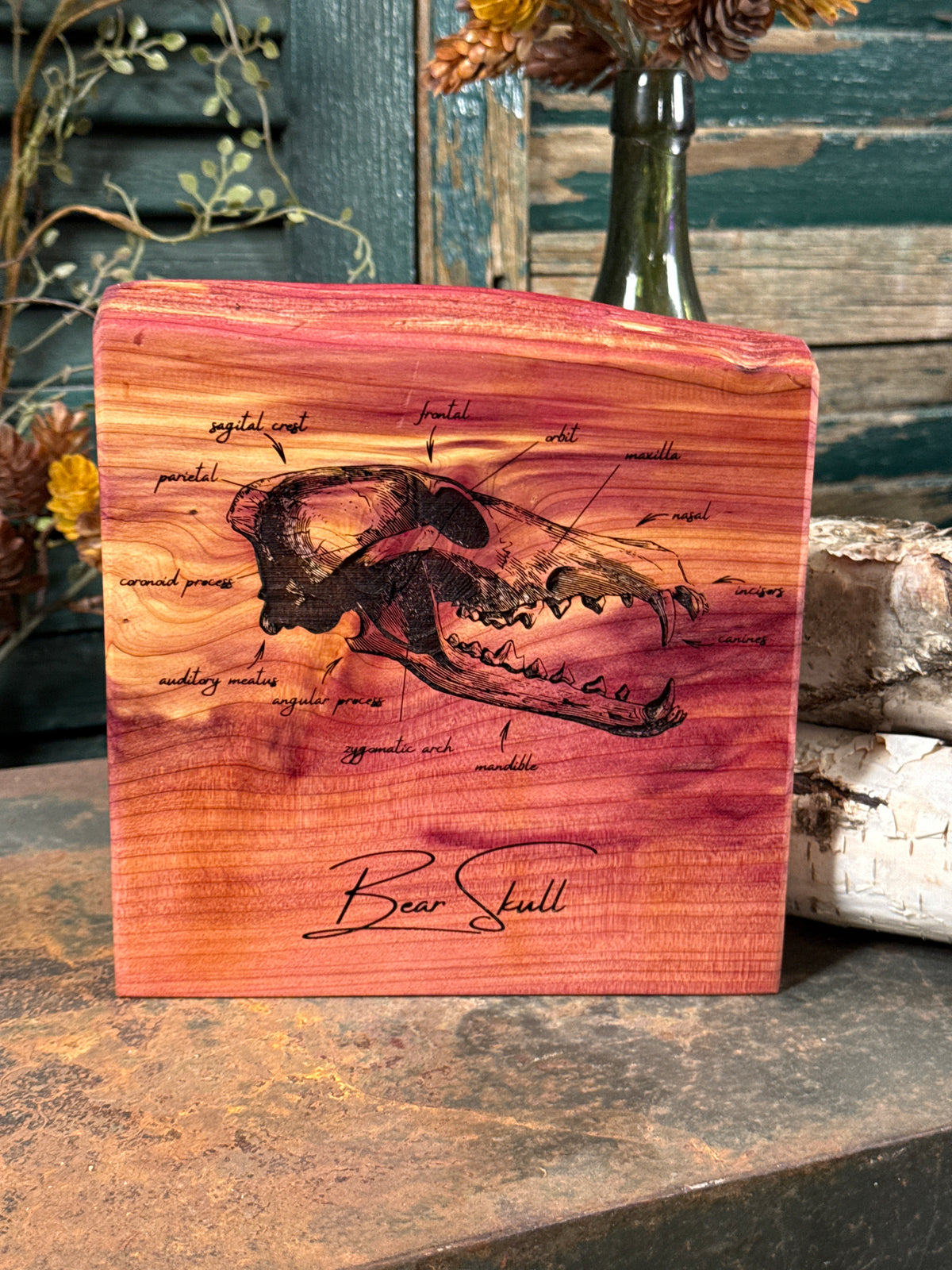 Bear Skull on Cedar