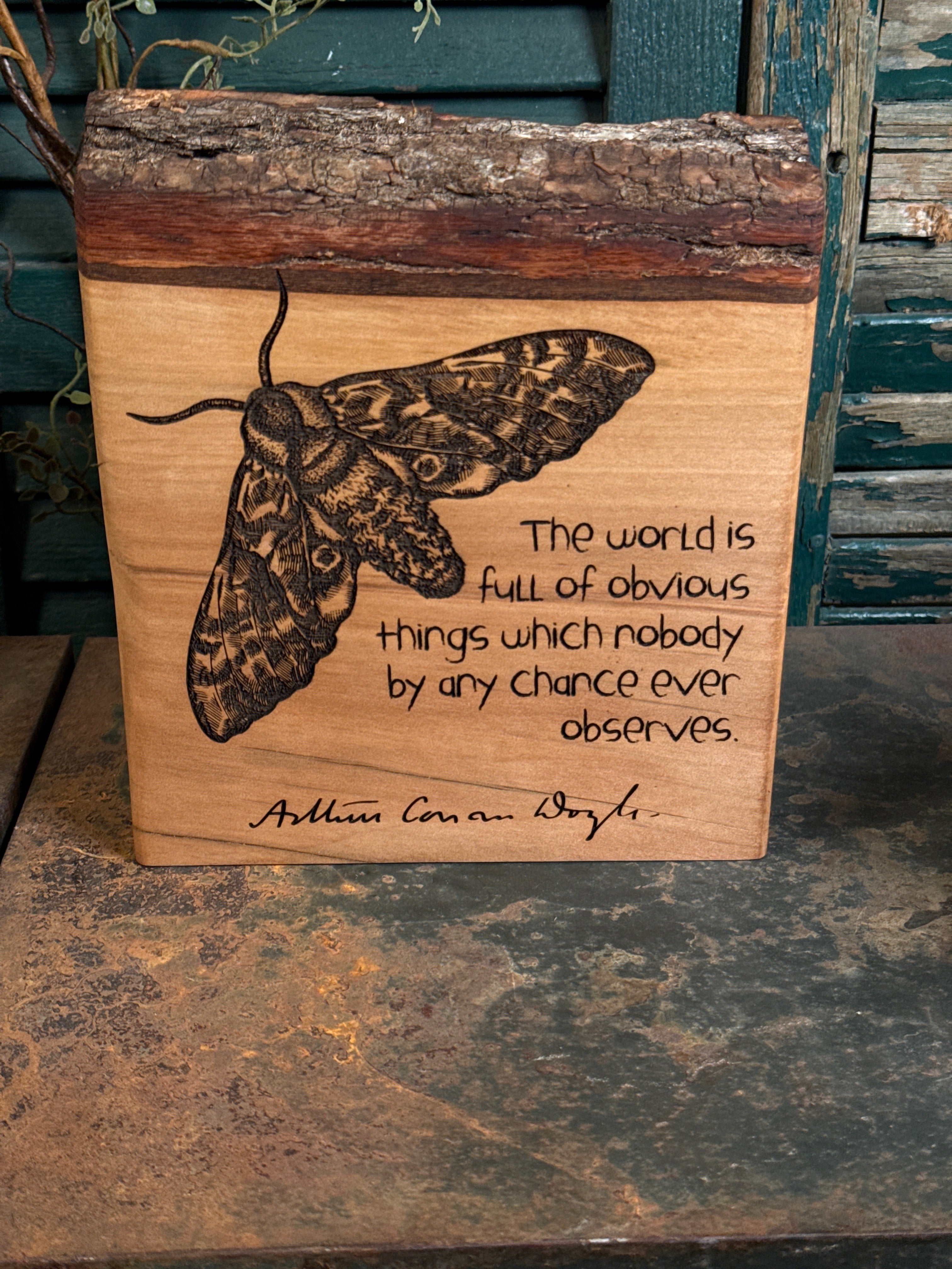 Obvious Things on Sweetgum