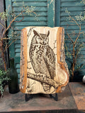 Great Horned Owl on Poplar