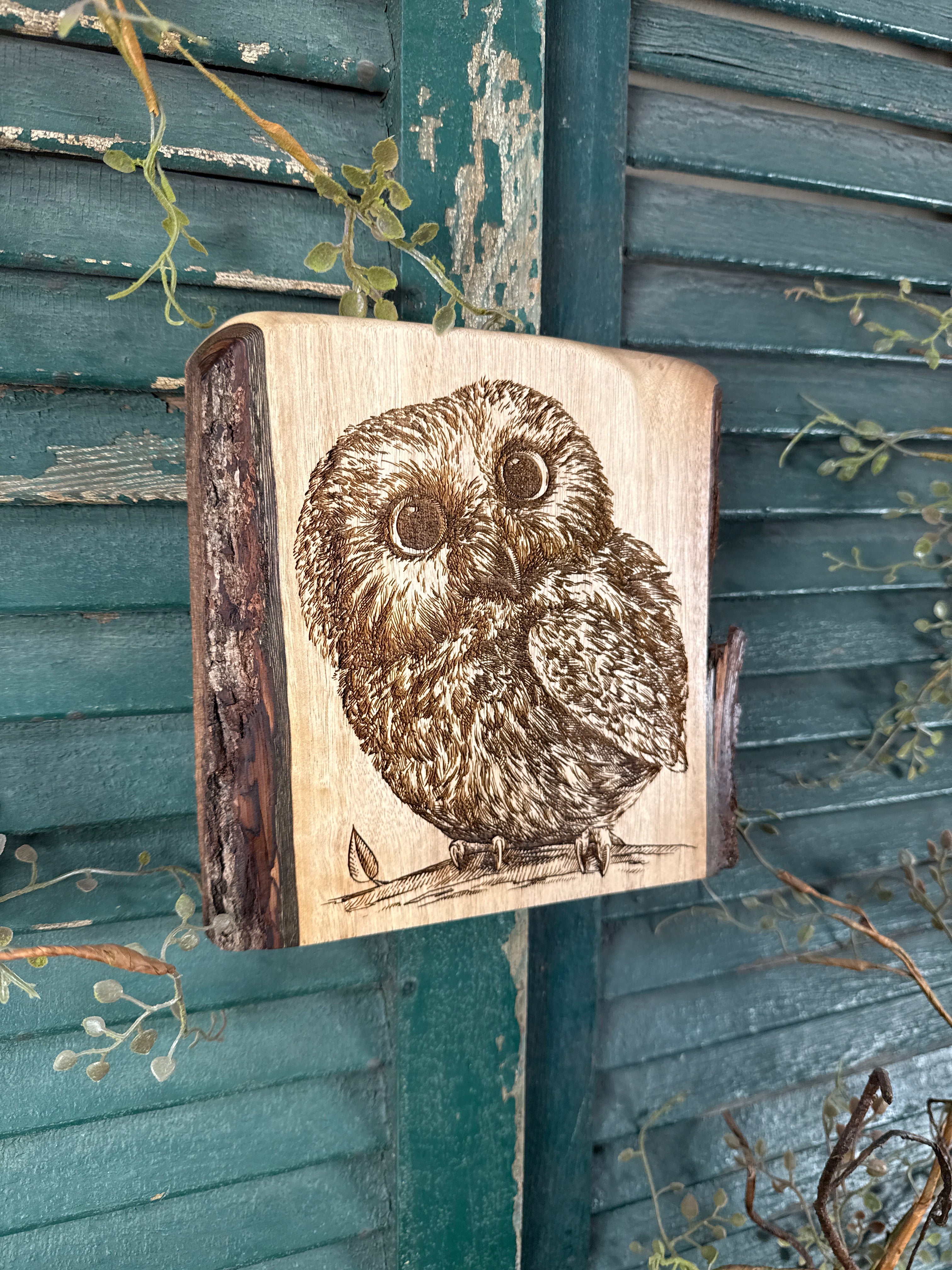 Little Owl on Walnut
