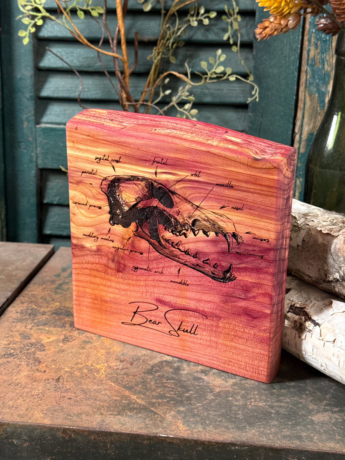 Bear Skull on Cedar