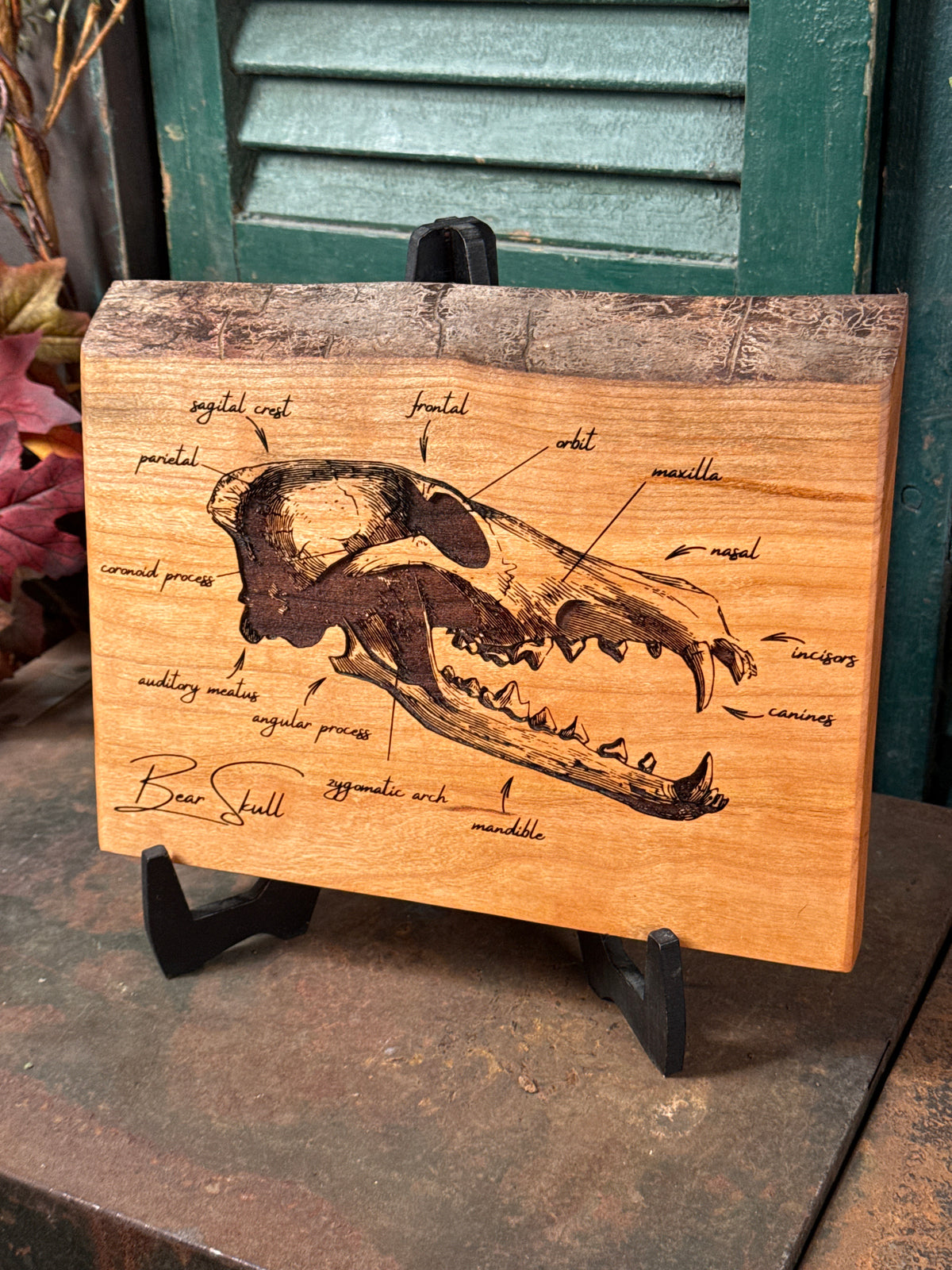 Bear Skull on Cherry