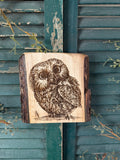 Little Owl on Walnut