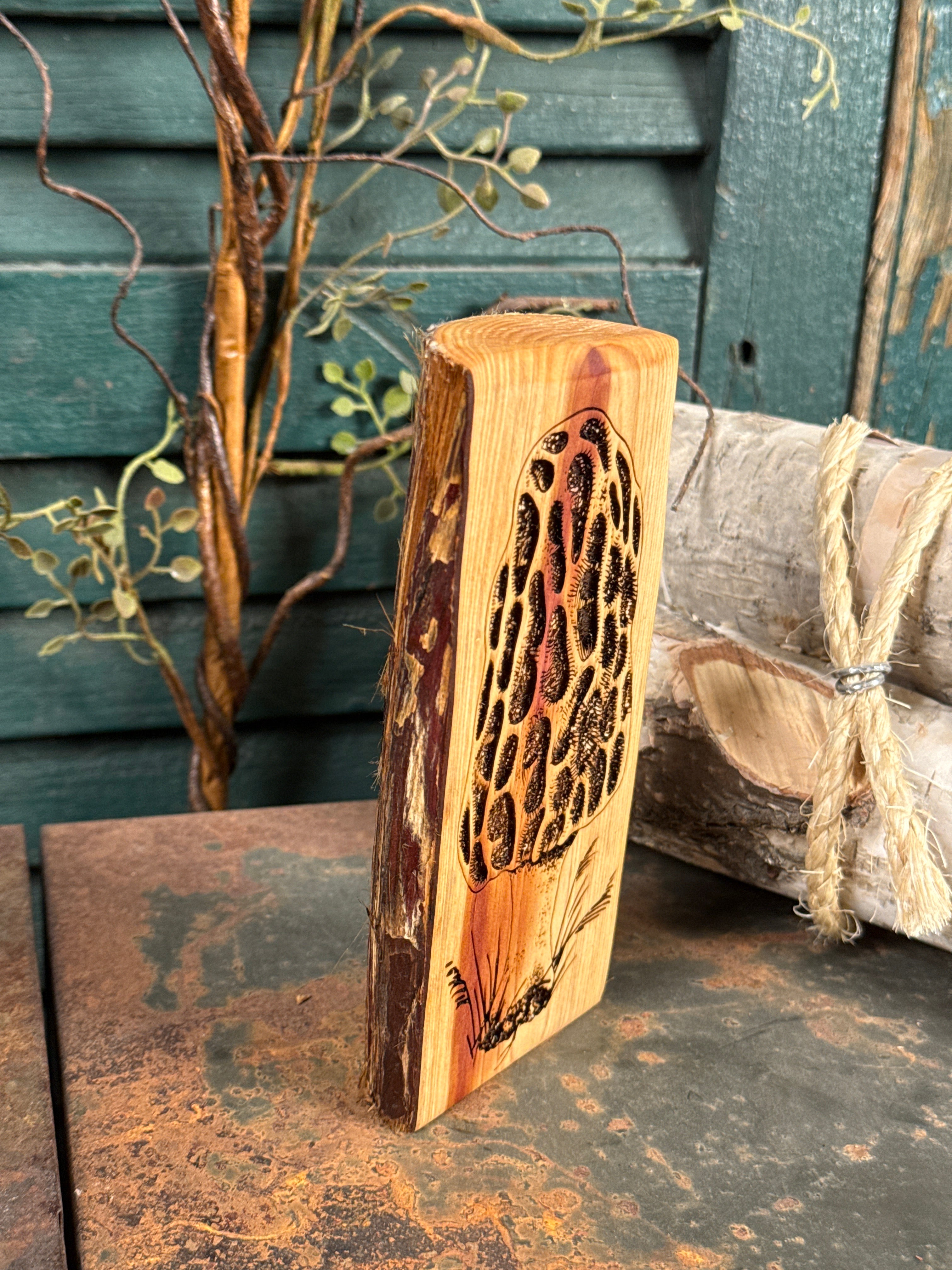 Morel on Cedar