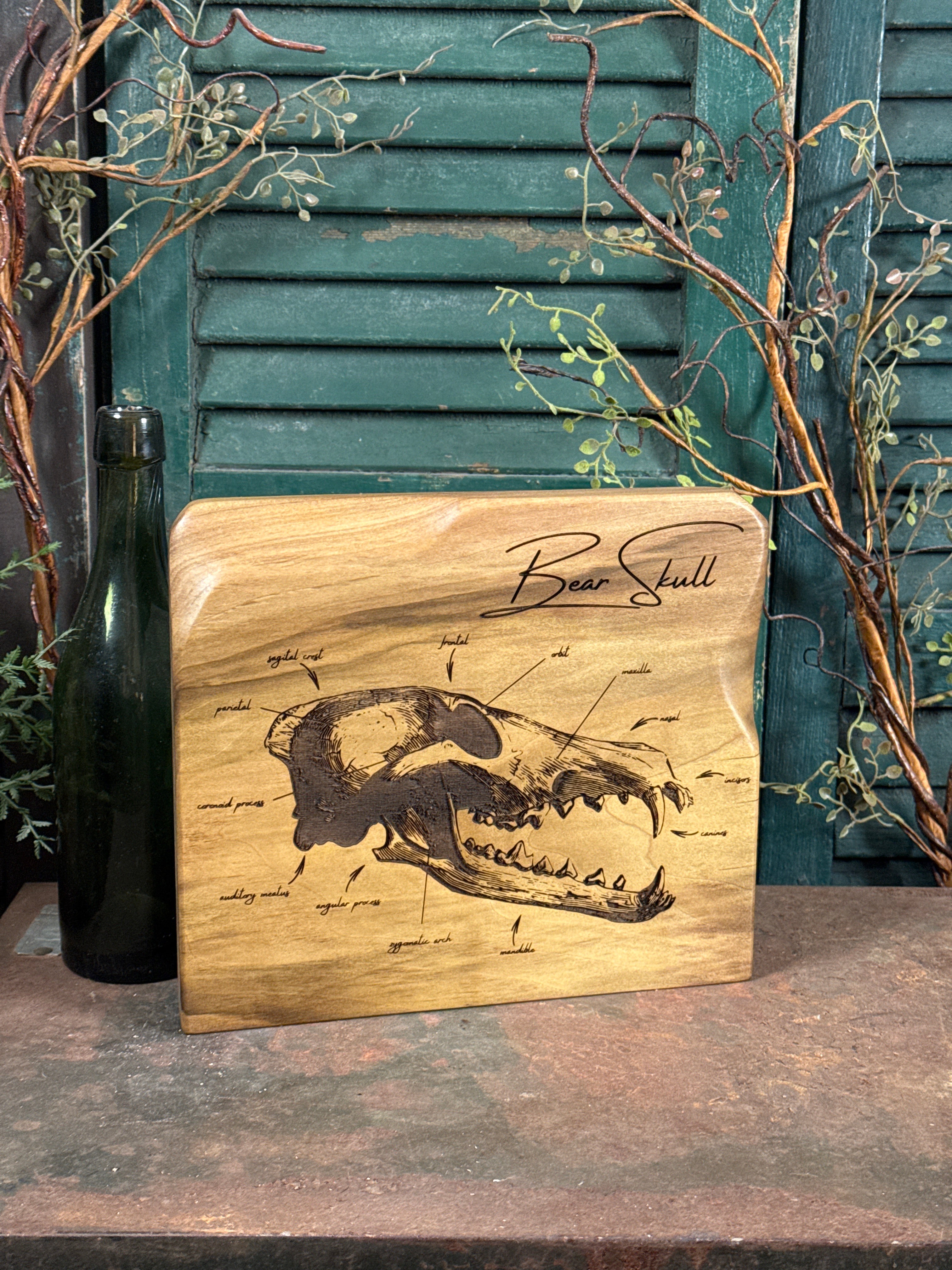 Bear Skull on Poplar
