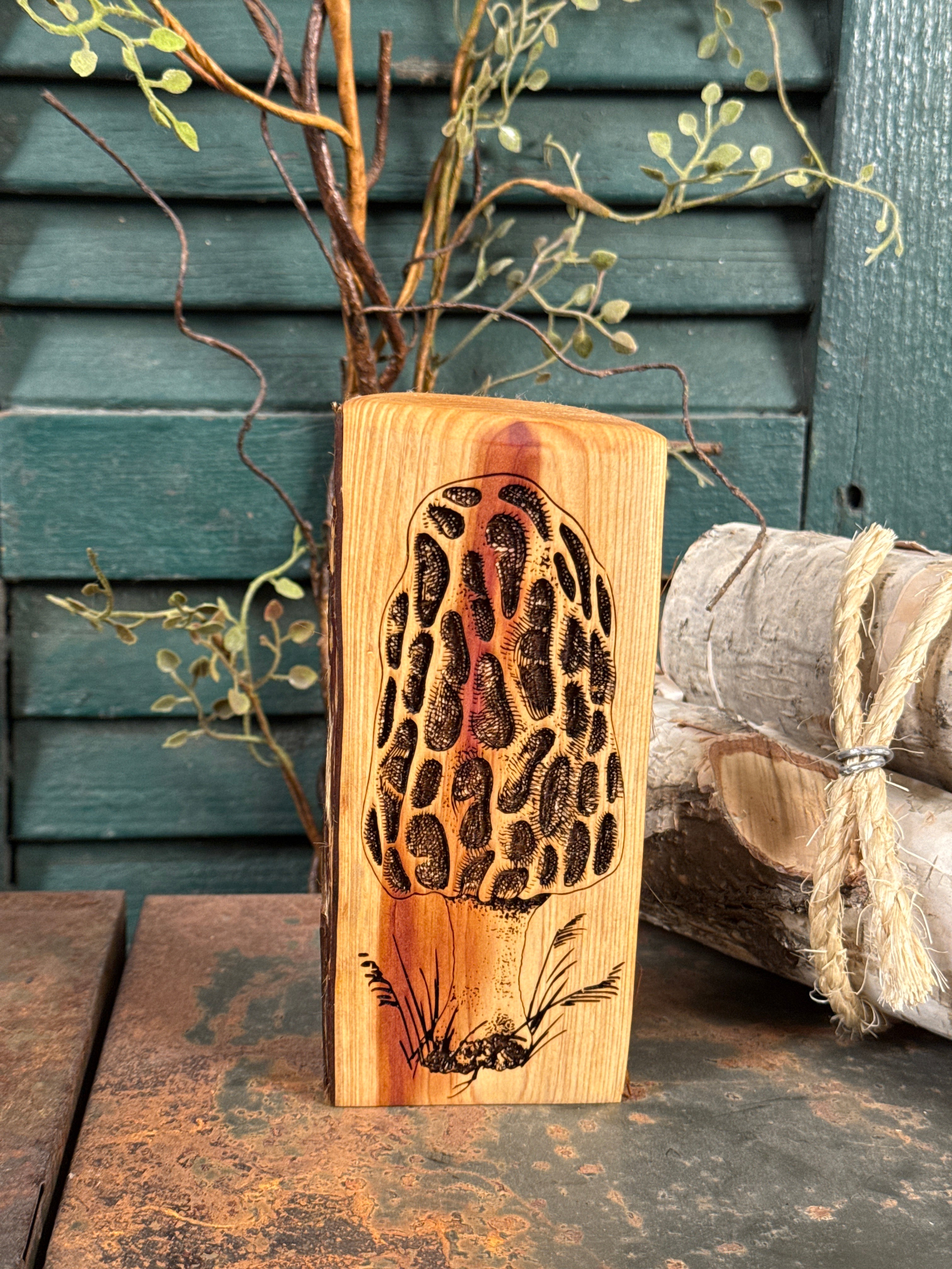 Morel on Cedar