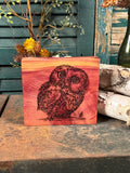 Little Owl on Cedar
