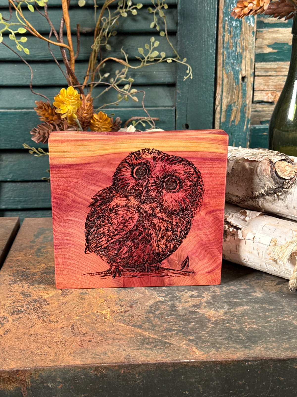 Little Owl on Cedar