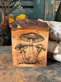 Mushroom on Maple