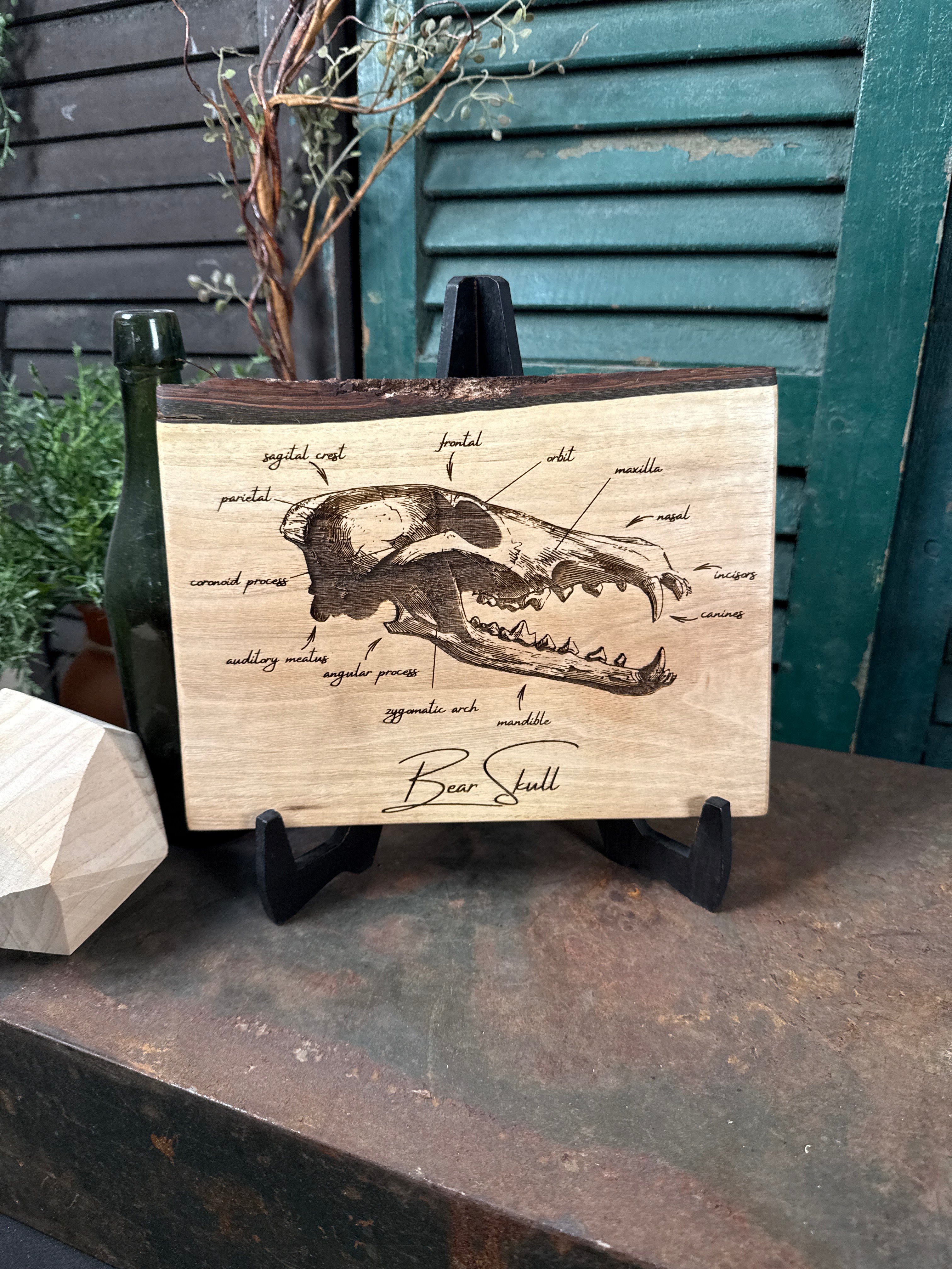 Bear Skull on Walnut