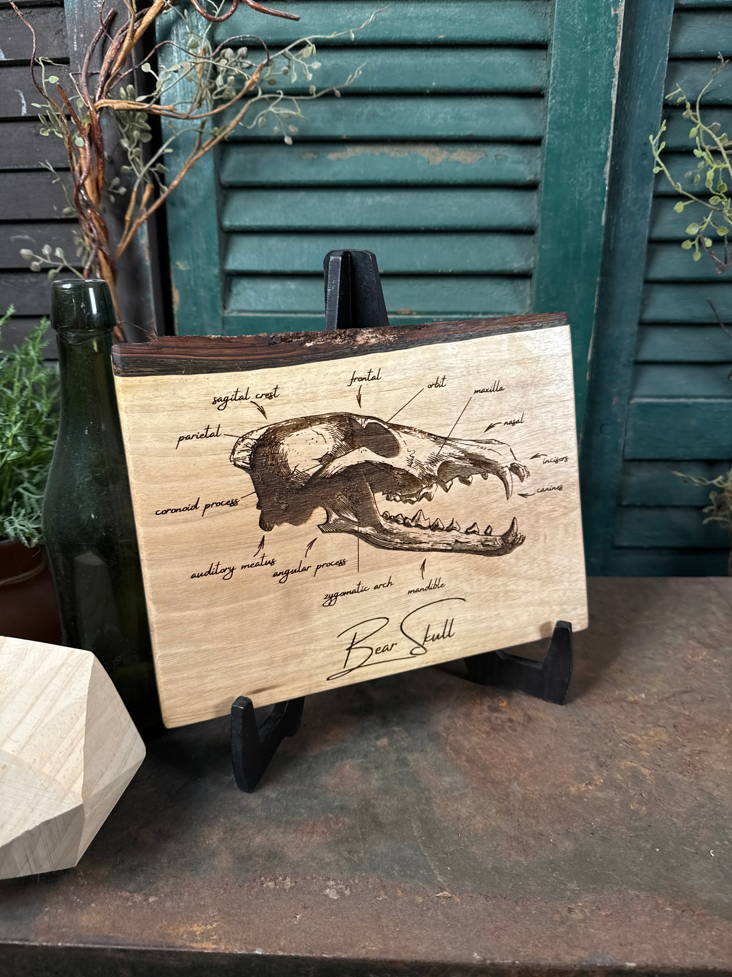 Bear Skull on Walnut