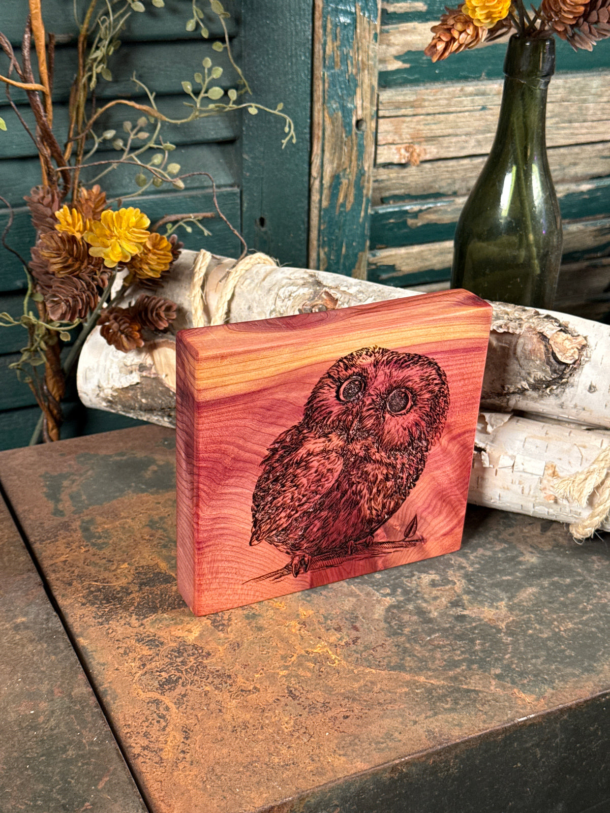 Little Owl on Cedar