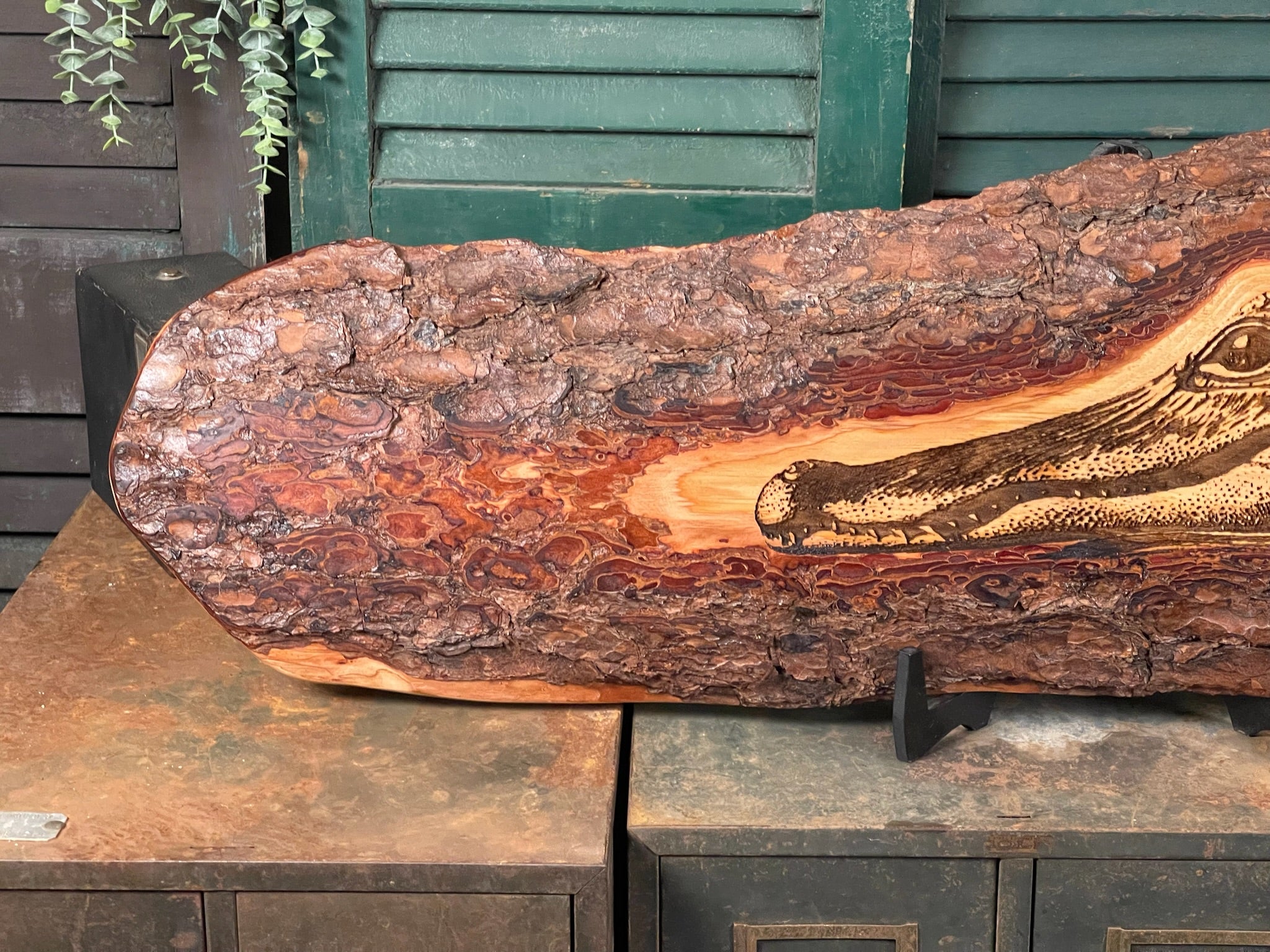 Alligator in Water on Pine