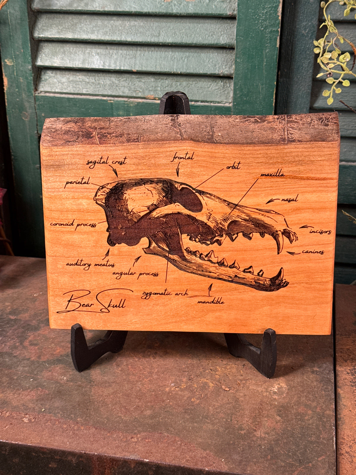 Bear Skull on Cherry