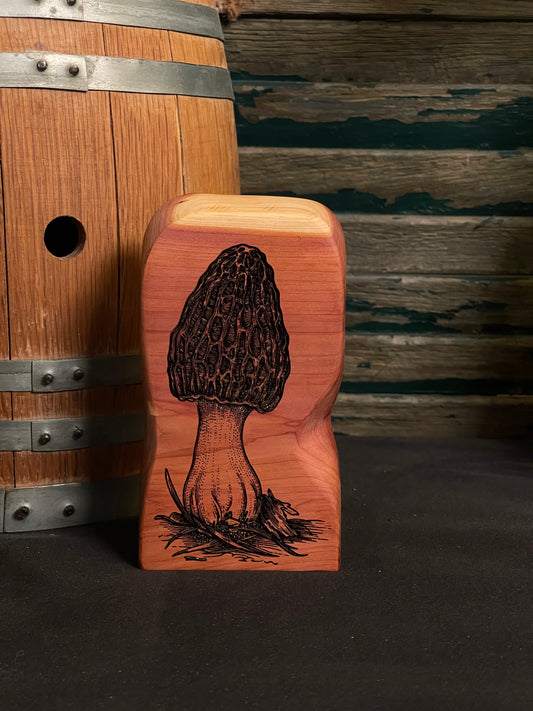 Morel on Cedar