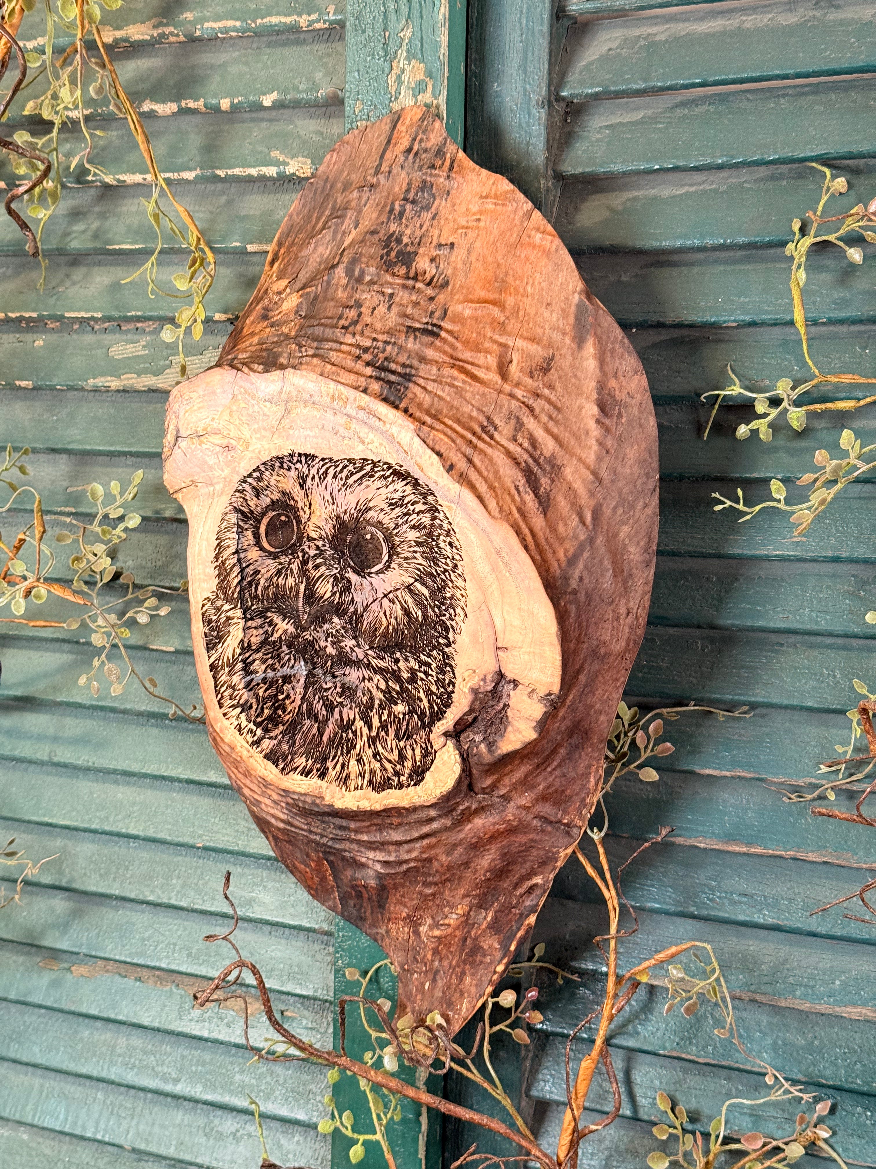 Owl in Tree on Maple